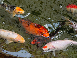 Amur carp or Cyprinus rubrofuscus, usually called Koi or nishikigoi. Colorful decorative fishes in water.