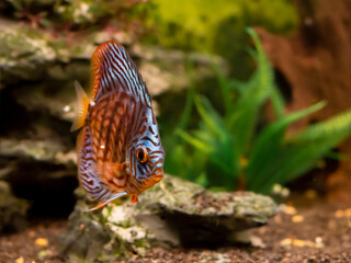 Fototapeta na wymiar Floating Symphysodon discus in tank. Freshwater aquarium fish with shiny scales.