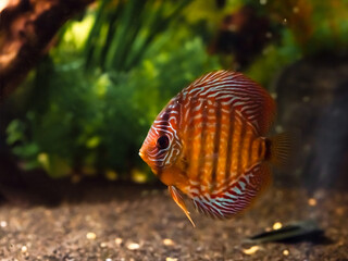 Floating Symphysodon discus in tank. Freshwater aquarium fish with shiny scales.