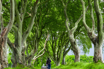 Dark Hedges -iconic beech trees - Kingsroad in  HBO's epic series Game of Thrones - Northern Ireland