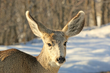Mule deer in winter	