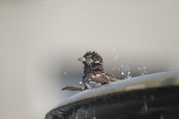 Spatz auf Brunnenrand