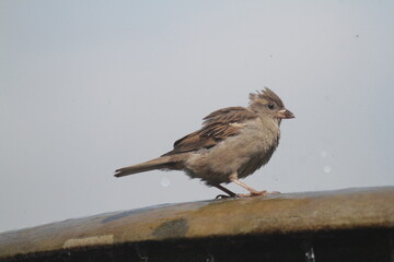 Spatz auf Brunnenrand