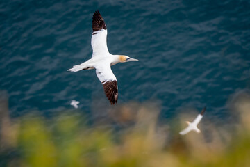 Gannet On Rocks at Troop Head Scotland