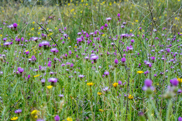 Wildflower field with fuchsia and yellow flowers