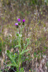 Thistle plant with flat spiked branches with fuchsia flowers