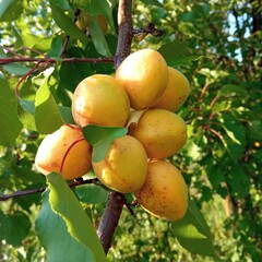 a bunch of apricots on a branch