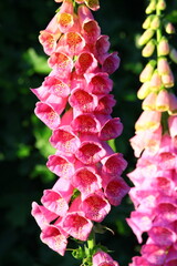 Różowe kwiaty naparstnicy (digitalis grandiflora) © Monika
