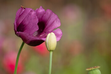 amazing purple poppies summer buds of summer flowers close up, floral background