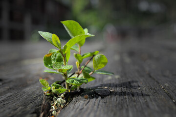 The sprout of the tree sprouted through the old wooden beams.