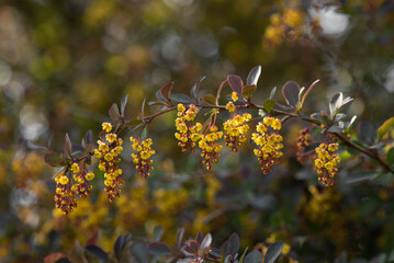 Against the background of bright spring foliage and light bokeh blooms with beautiful yellow flowers garden varietal barberry, exuding fragrance