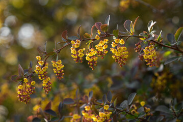 Against the background of bright spring foliage and light bokeh blooms with beautiful yellow...