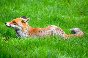 Naklejka na ściany i meble Fox with its long bushy tail lying in the sun in the grass in a park in England. Foxes are common wildlife encounter in the area where I live They get distracted by the many bumblebees and butterflies