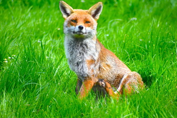 Obraz premium The cheeky face of a red fox watching and listening out for predators It moves its ears in all directions concentrating very hard It makes a big mess in the city when it tries to find food in the bins