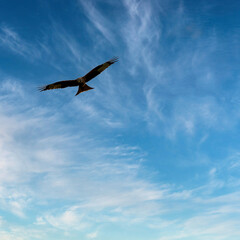Fototapeta na wymiar Flying red kite (Milvus milvus) on British sky