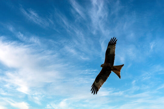Flying red kite (Milvus milvus) on British sky