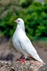 Wild white pigeon on the wall