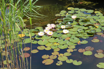 Garden pond with green leaves and white flowers of water lilies (Nymphaea) plants - 516661732