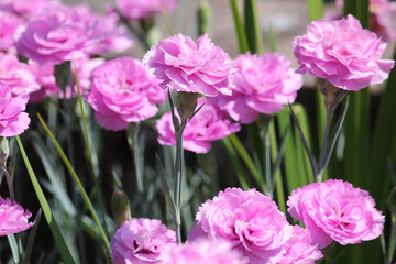 Double flowers of cottage pink plant (Dianthus plumarius) plants in summer garden