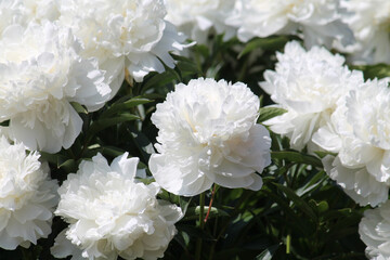 White double flowers of Paeonia lactiflora (cultivar Argentina). Flowering peony in garden