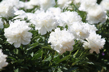 White double flowers of Paeonia lactiflora (cultivar Argentina). Flowering peony in garden