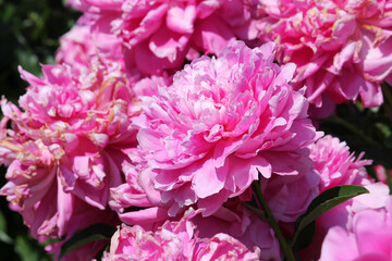 Pink double flowers of Paeonia lactiflora (cultivar Princess Margaret). Flowering peony plant in...