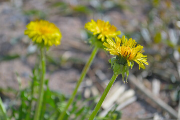 Bright yellow dandelions on a blurred background in summer.