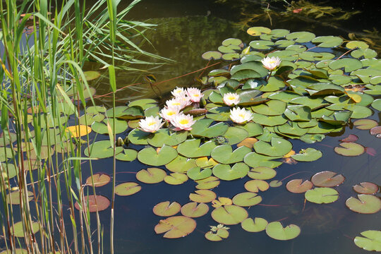 Garden pond with green leaves and white flowers of water lilies (Nymphaea) plants