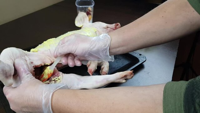the cook prepares a pig or a suckling pig for baking on a spit or in the oven. luxury festive pork dish