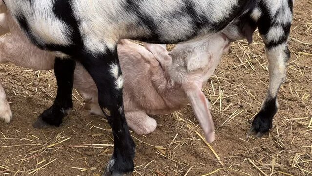 Kid goats nurse from their mother on a dirt surface