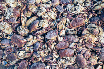 a pile of dead crabs. High quality photo