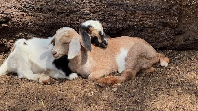 Two cute young goat kids snuggle on dirt together