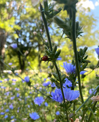 ladybug on flowers in the forest