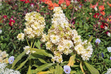 Flowering Brompton stock (Matthiola incana) plant with double yellow flowers in summer garden