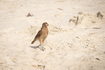 bird on the sand
