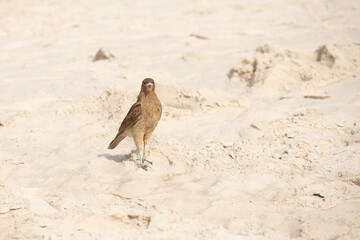 bird on the beach