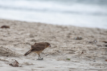 bird eating on the beach in brazil