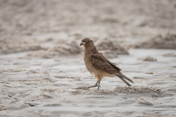 bird eating on the beach in brazil