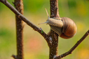 Edible snail, Burgundy snail, Helix pomatia in its natural habitat_3