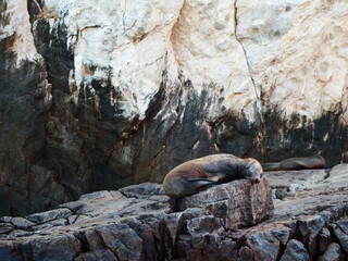Leon marino descansando en la roca