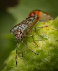 macro of a seed bug