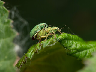 Weevils mating