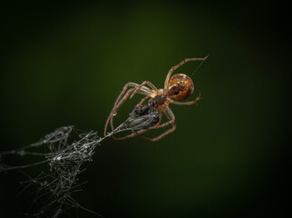 spider on web