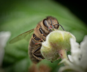 bee on a flower