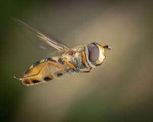hoverfly in flight