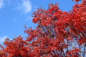紅葉　空に向かって