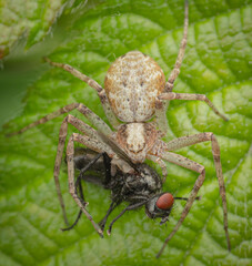 spider eating fly