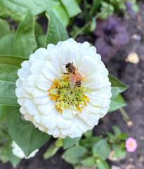 bee on a white flower