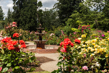 Fototapeta na wymiar Blooming roses in the Washington Park in Portland, Oregon
