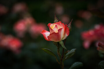 Obraz premium Semi-blooming bicolor rose close-up
